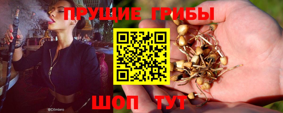 Псилоцибиновые грибы GOLDEN TEACHER Георгиевск